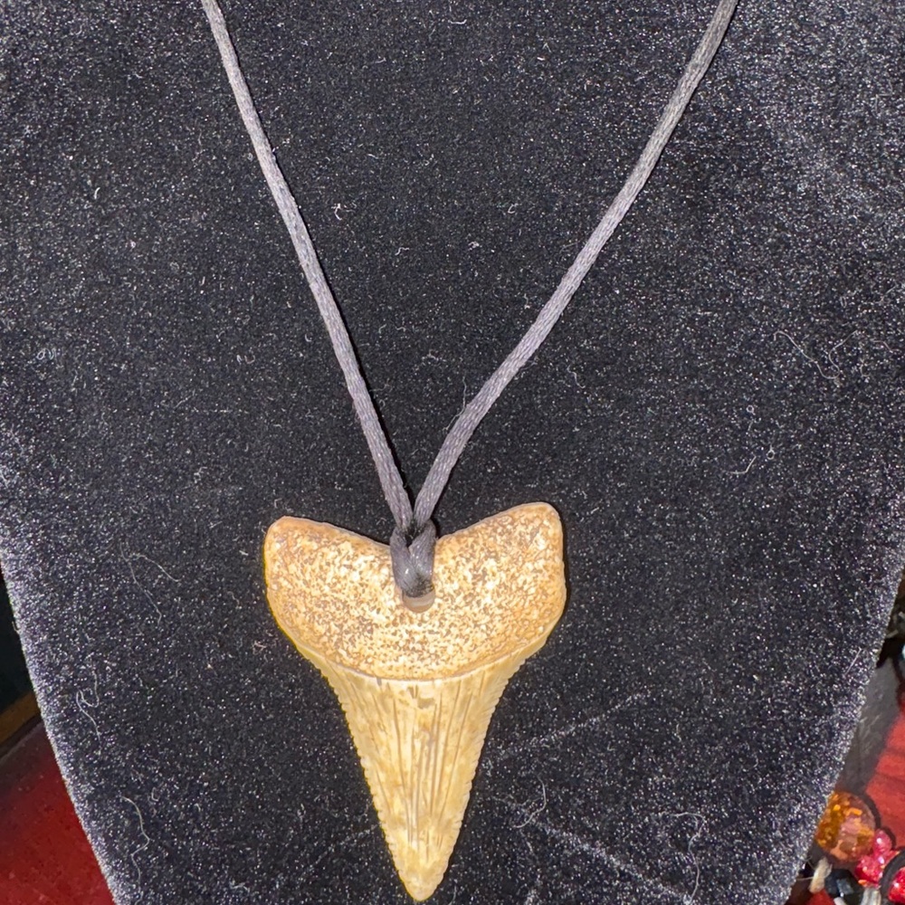 a collectible fossilized shark tooth‎ pendant